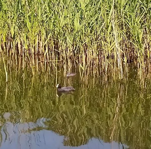 Domek Pralinka Nad Jeziorem - 